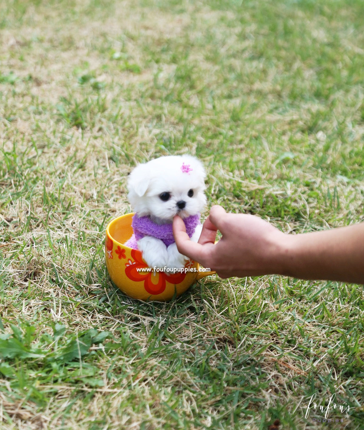 Miele - Maltese F.