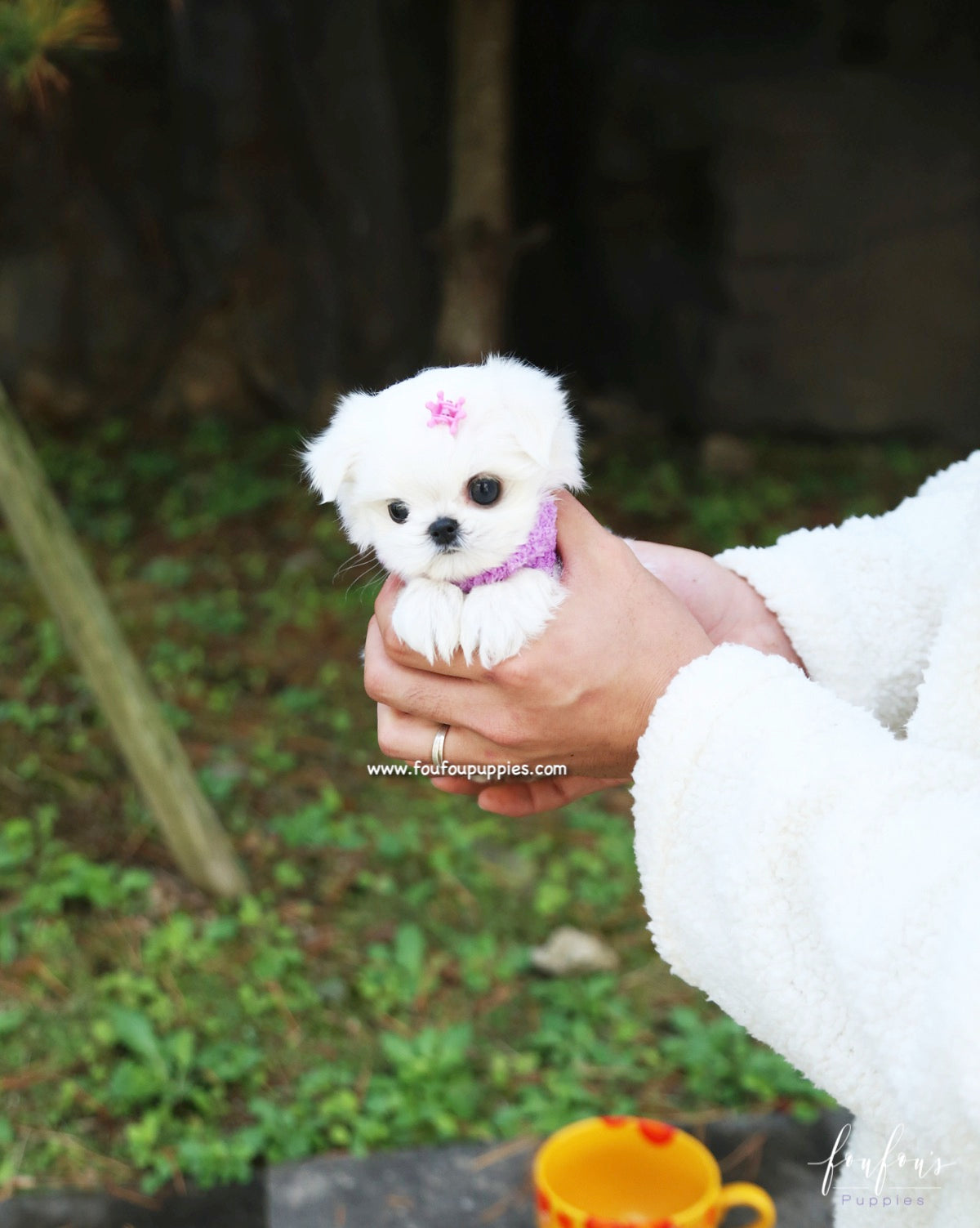 Miele - Maltese F.
