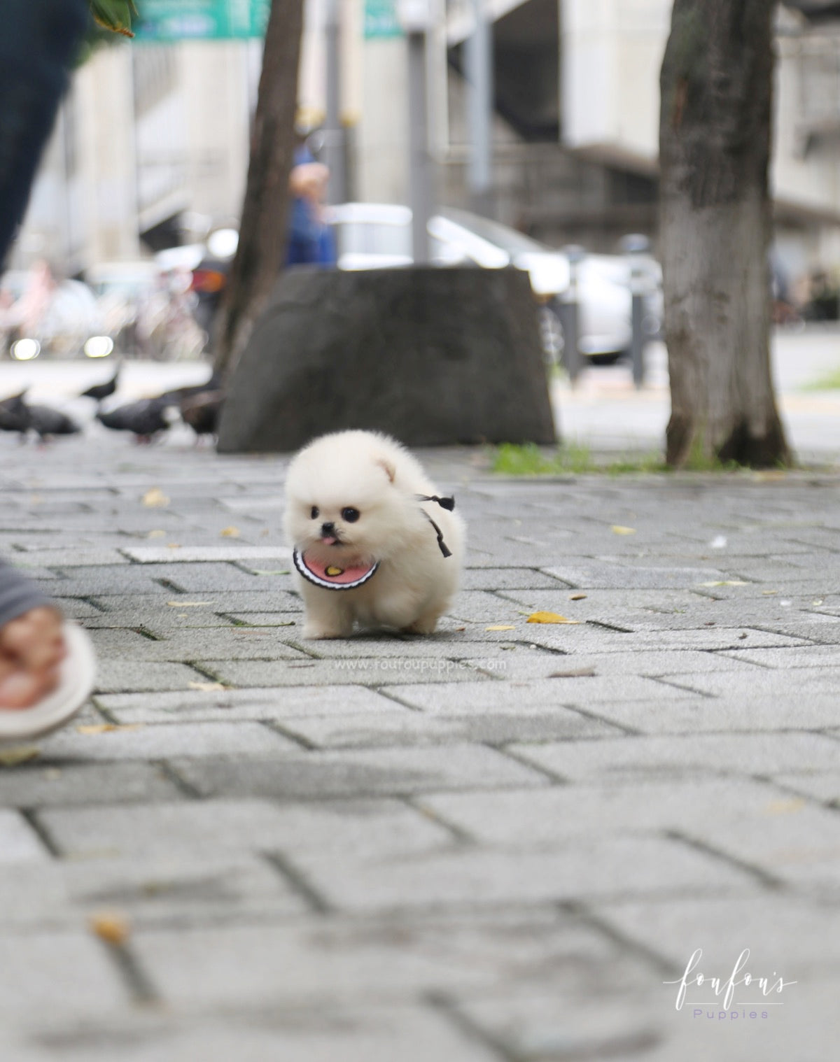 Crème Caramel - Pomeranian F.