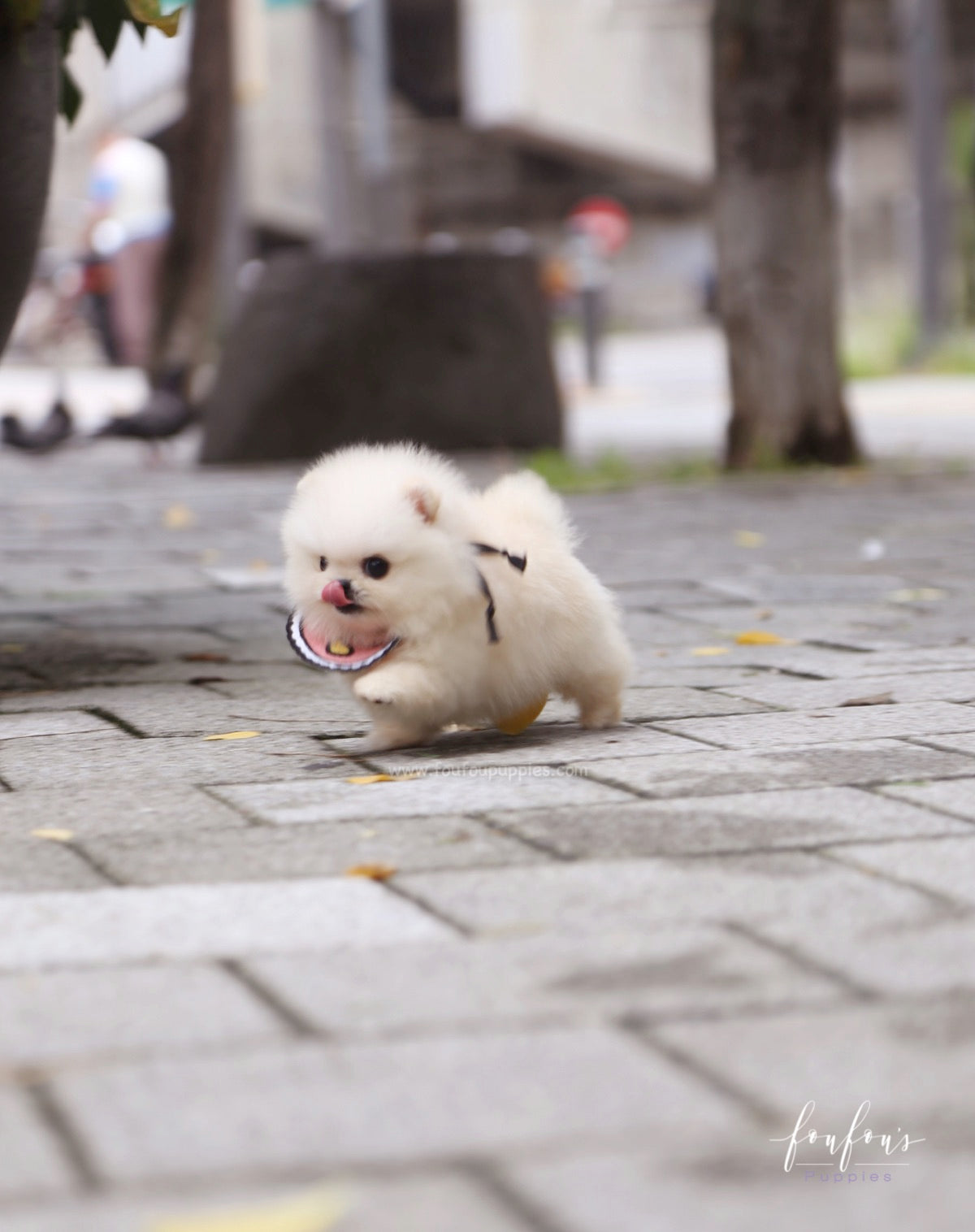 Crème Caramel - Pomeranian F.