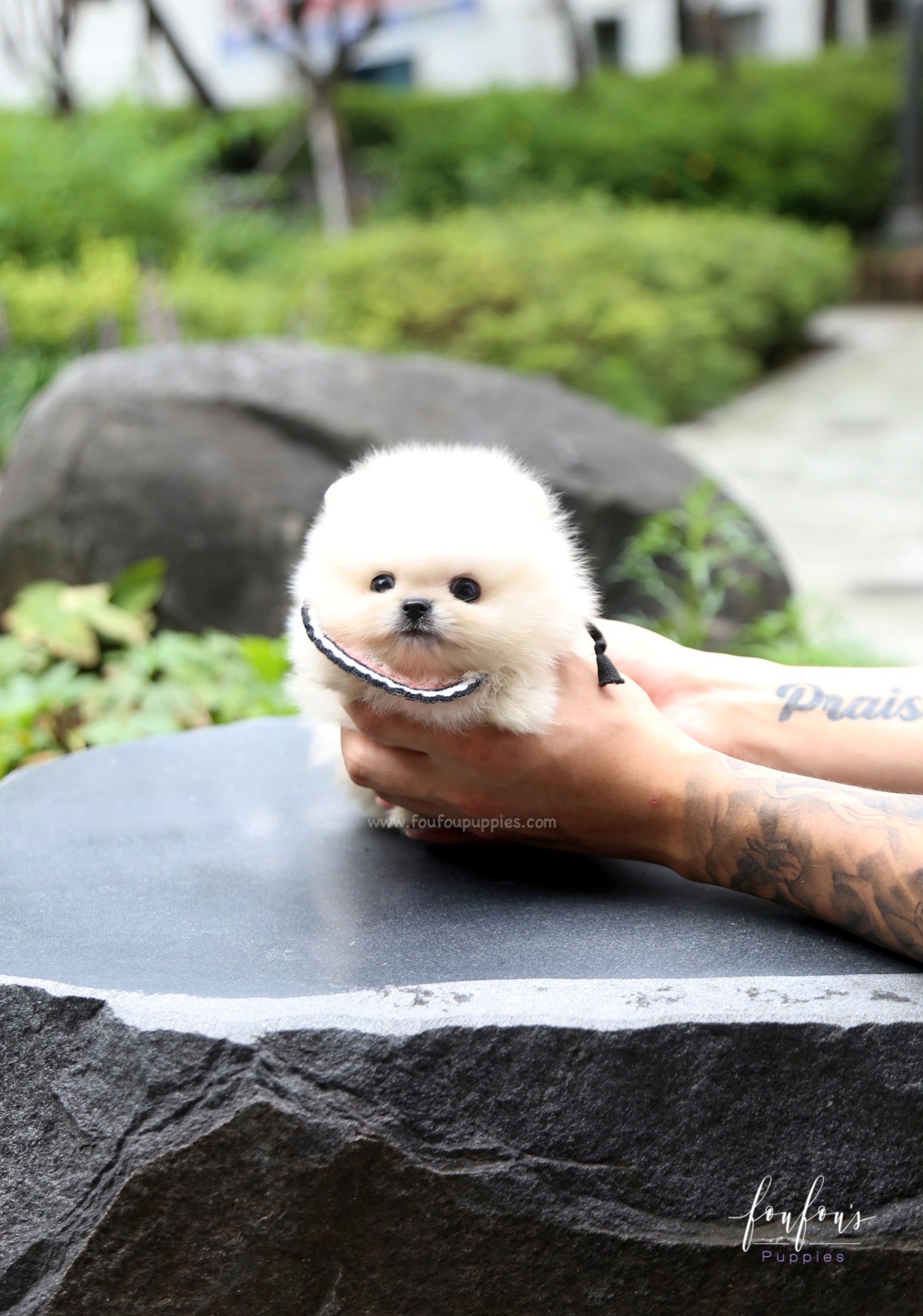 Crème Caramel - Pomeranian F.