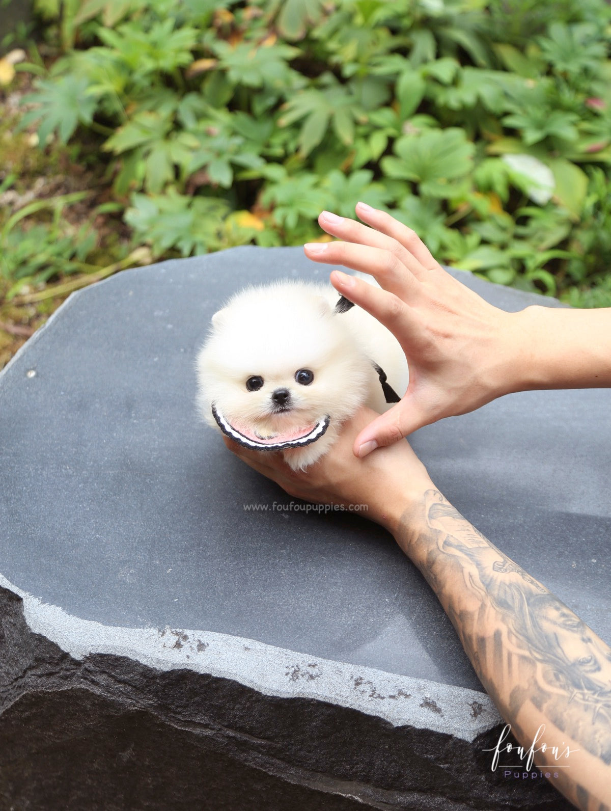 Crème Caramel - Pomeranian F.