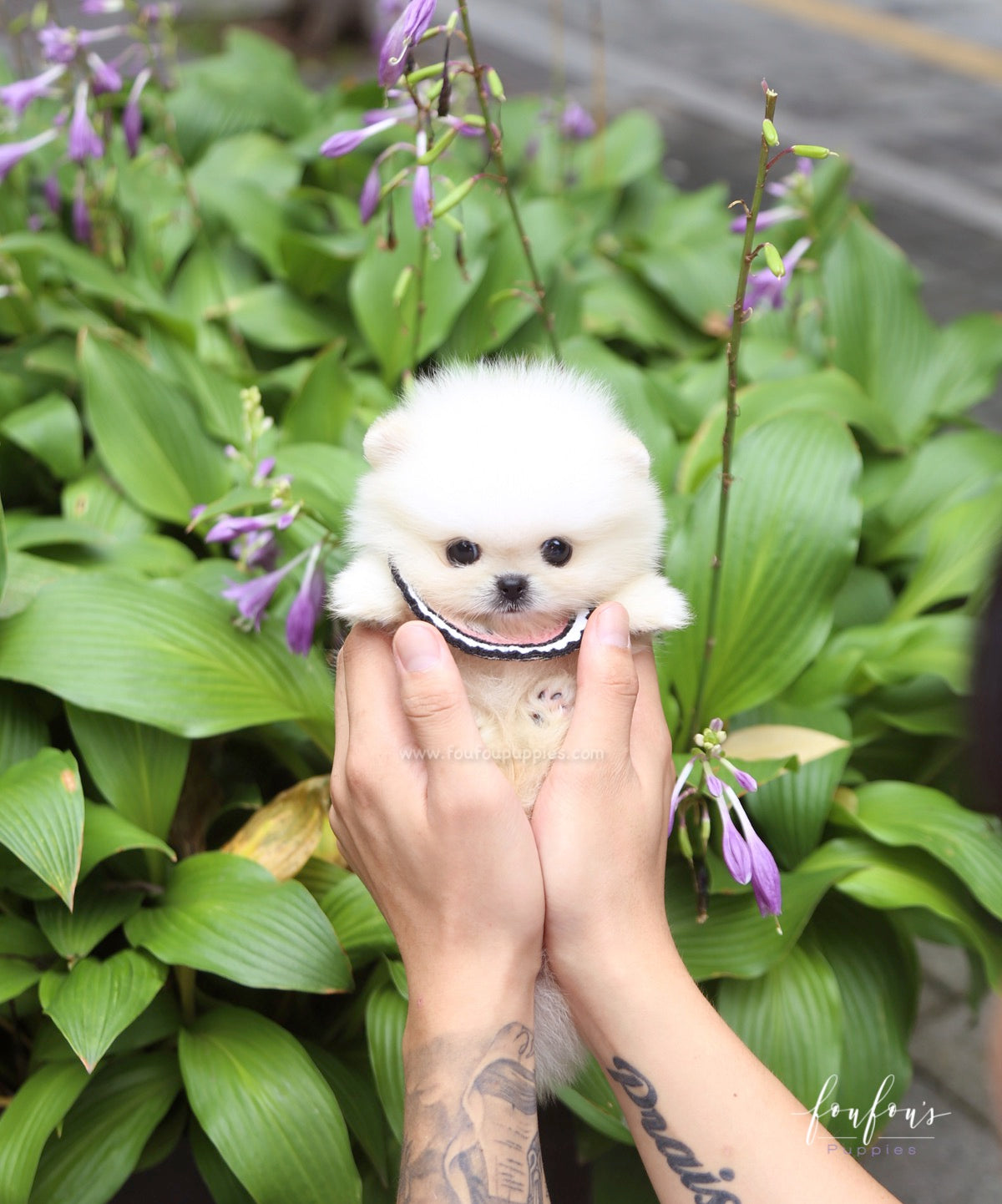 Crème Caramel - Pomeranian F.