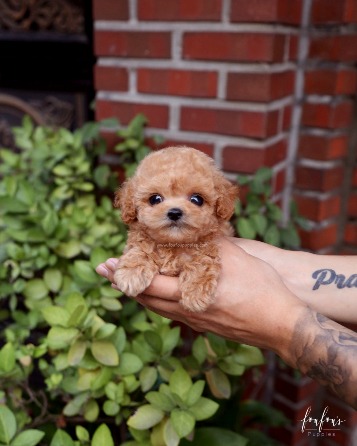 RiRi - Poodle F.