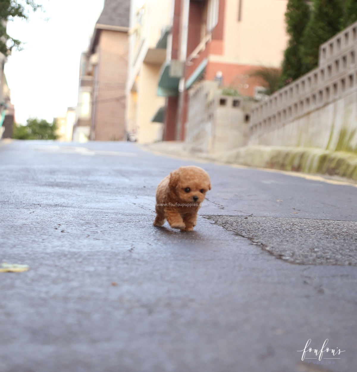 RiRi - Poodle F.