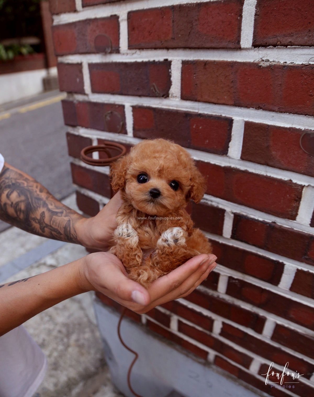 RiRi - Poodle F.