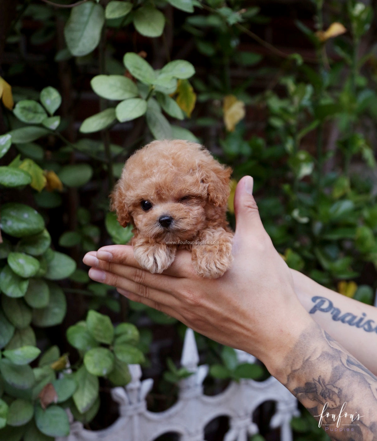 RiRi - Poodle F.