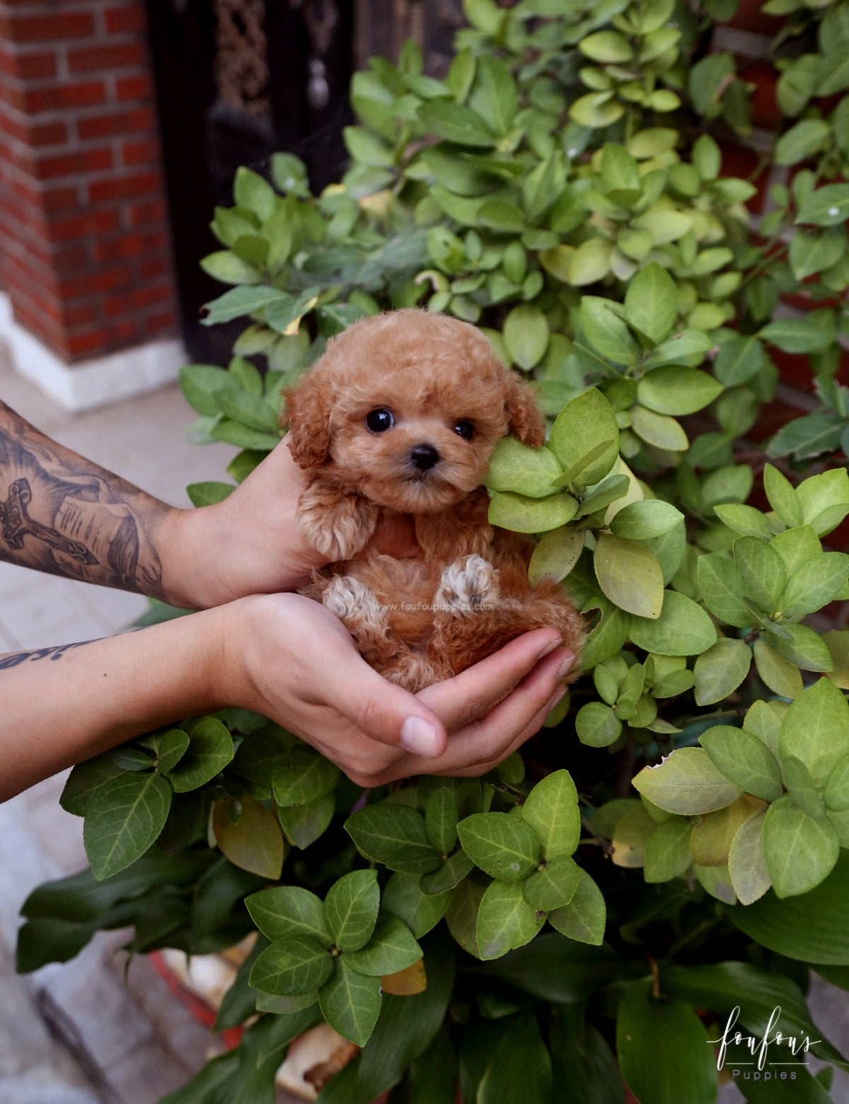 RiRi - Poodle F.