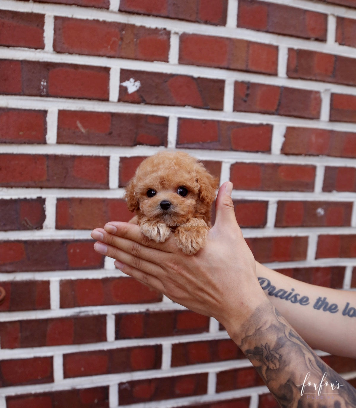 RiRi - Poodle F.