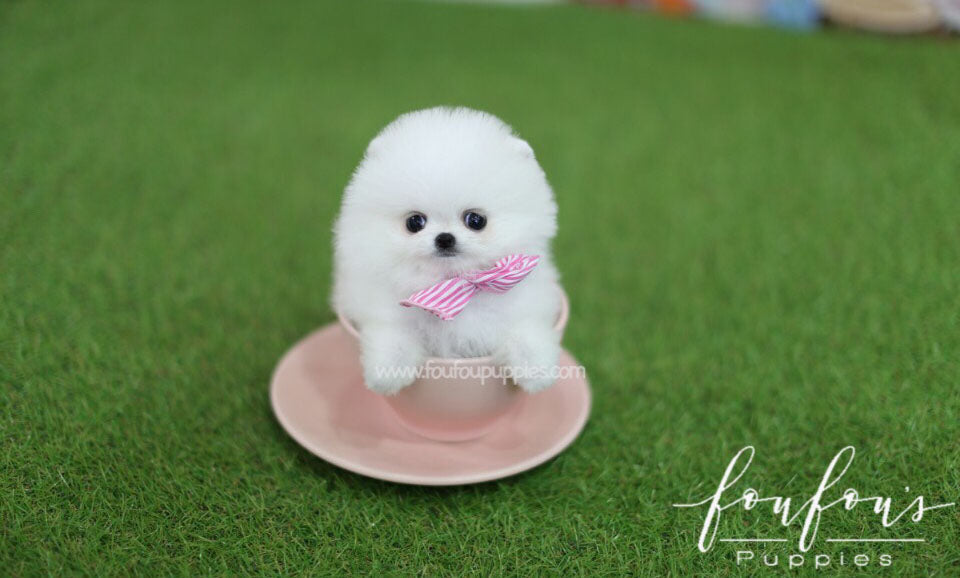 Dede - Pomeranian F.