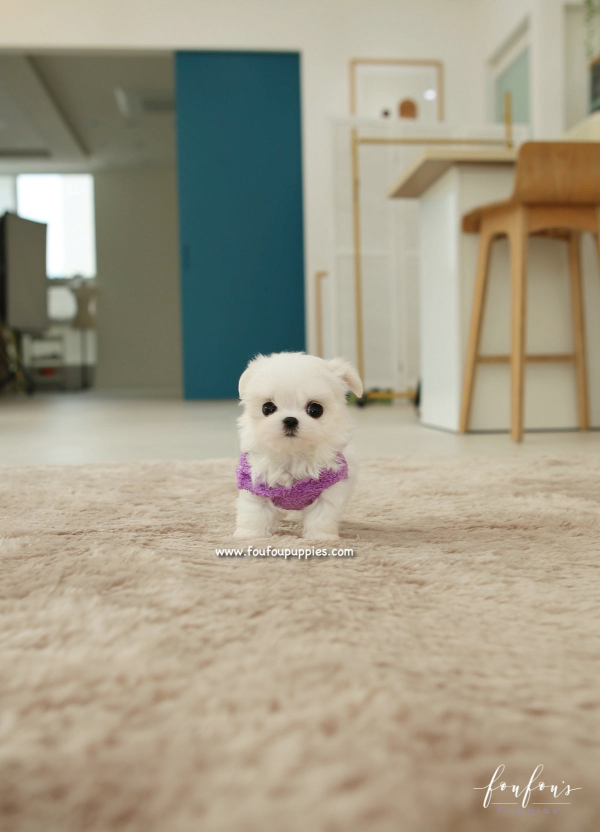 Diva - Maltese F.