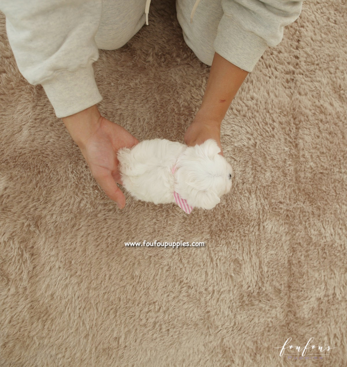 Diva - Maltese F.