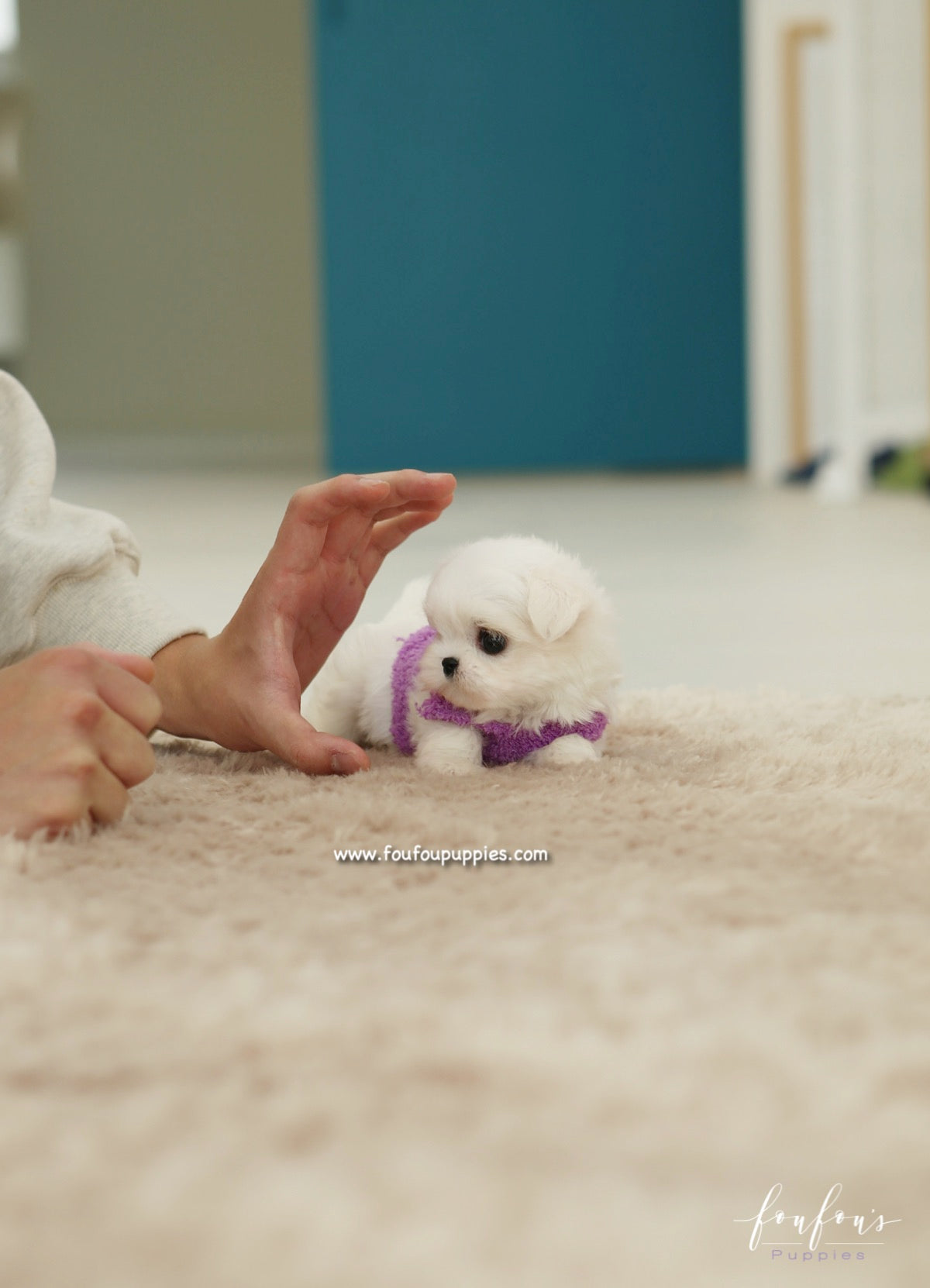 Diva - Maltese F.