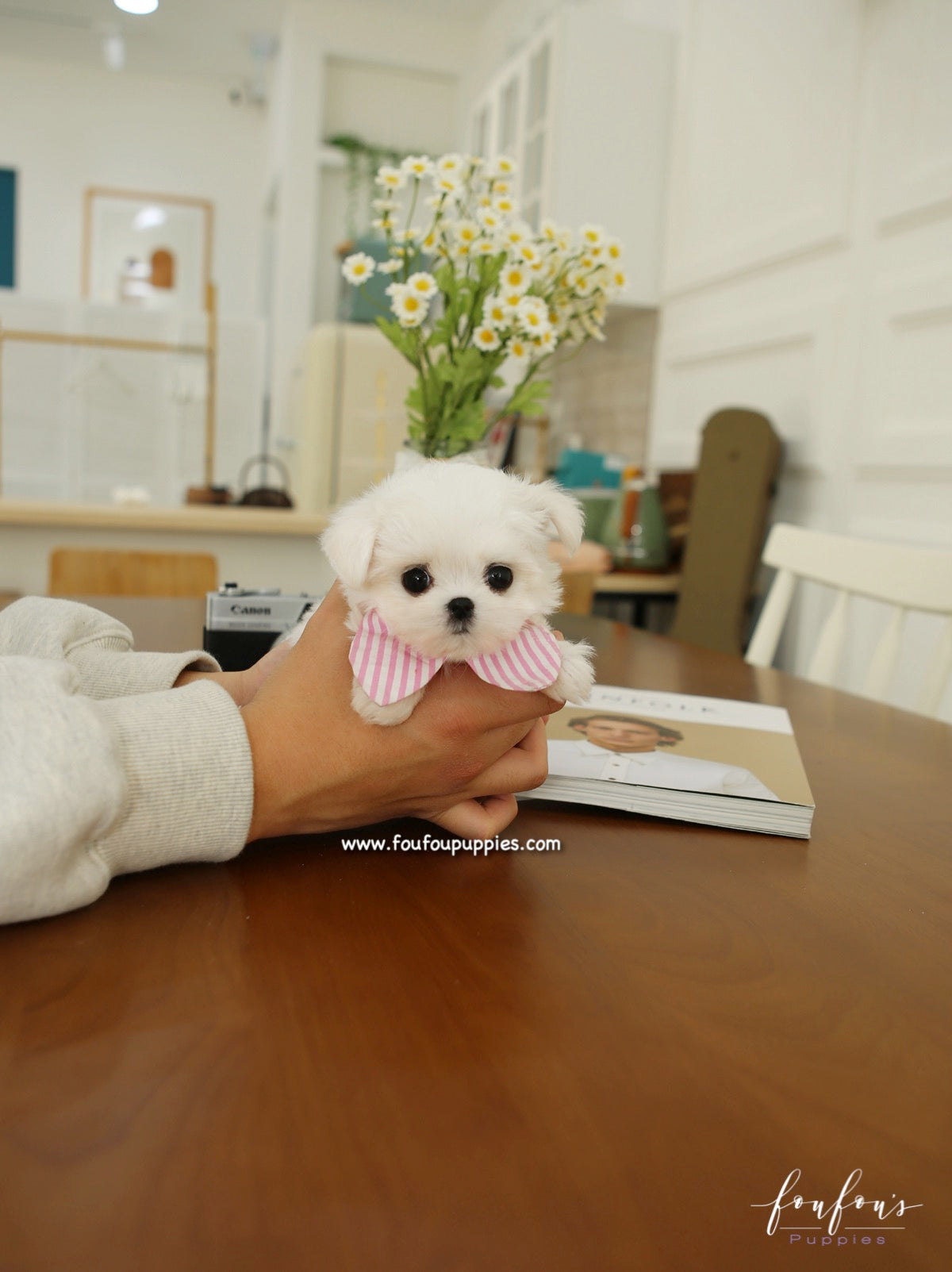 Diva - Maltese F.
