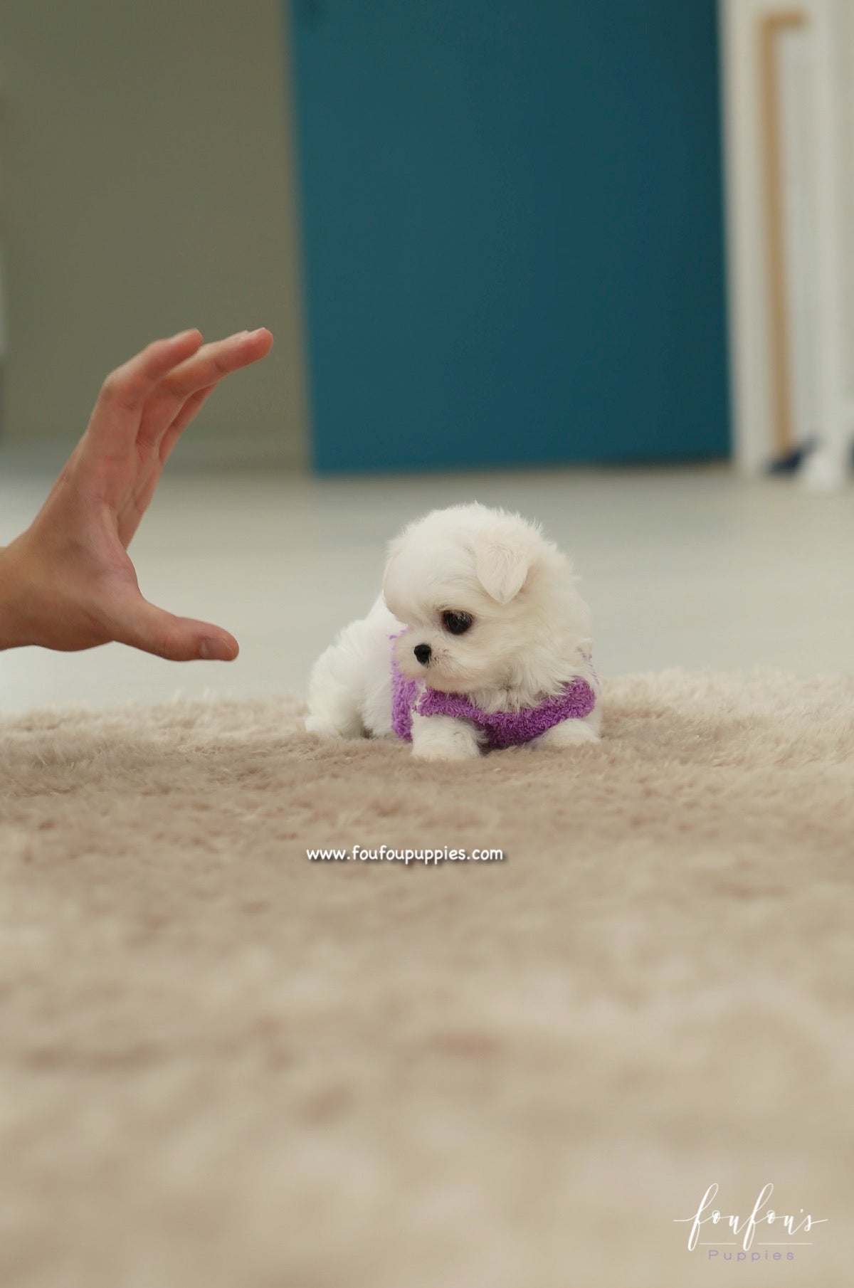 Diva - Maltese F.