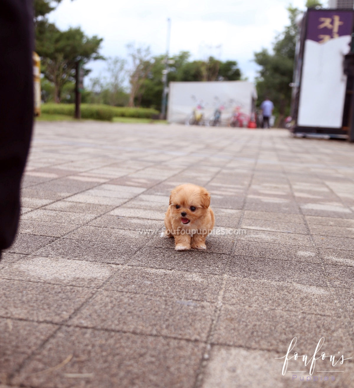 Aurora - Maltipoo F.
