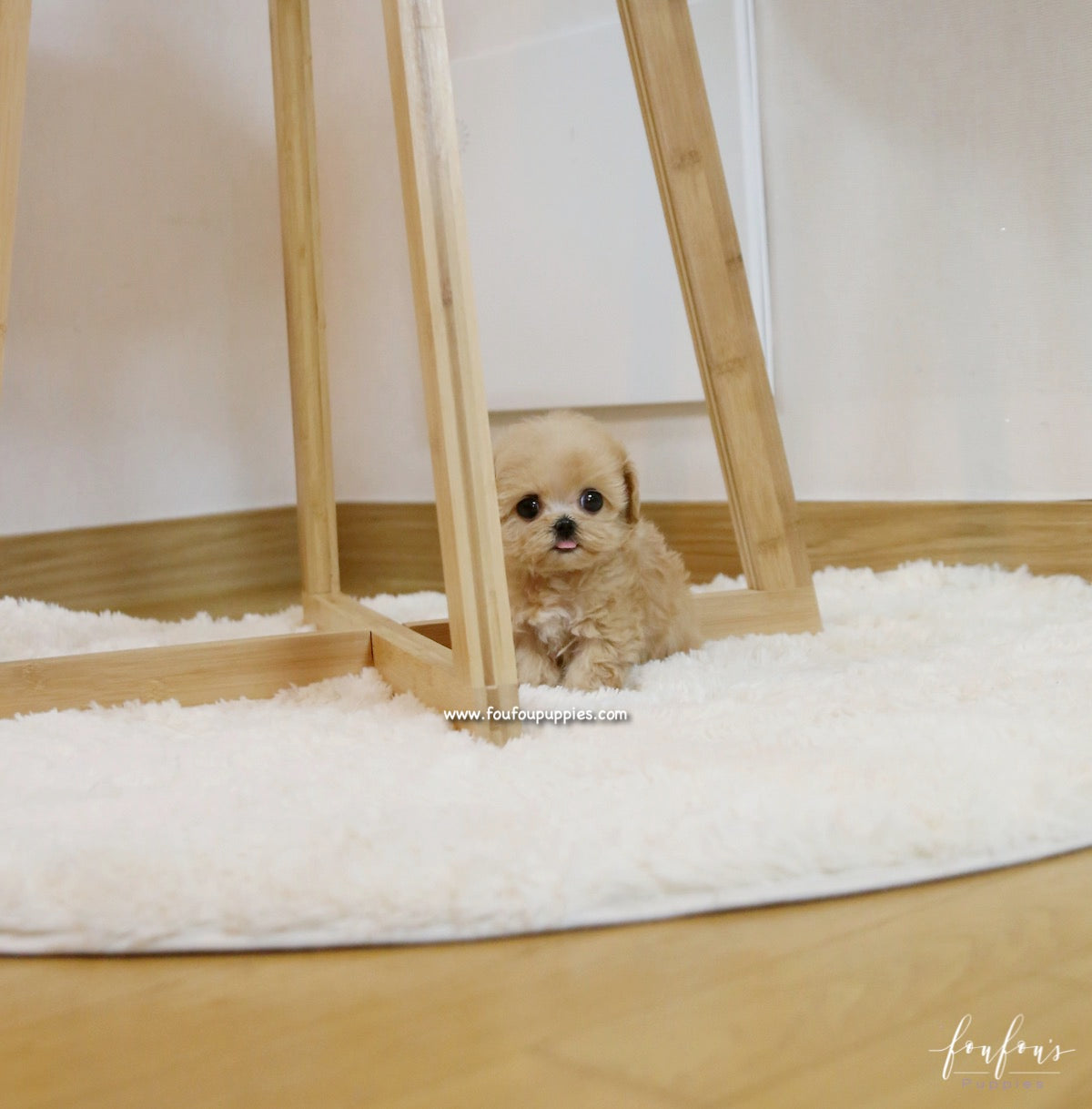 Chloe - Maltipoo F.