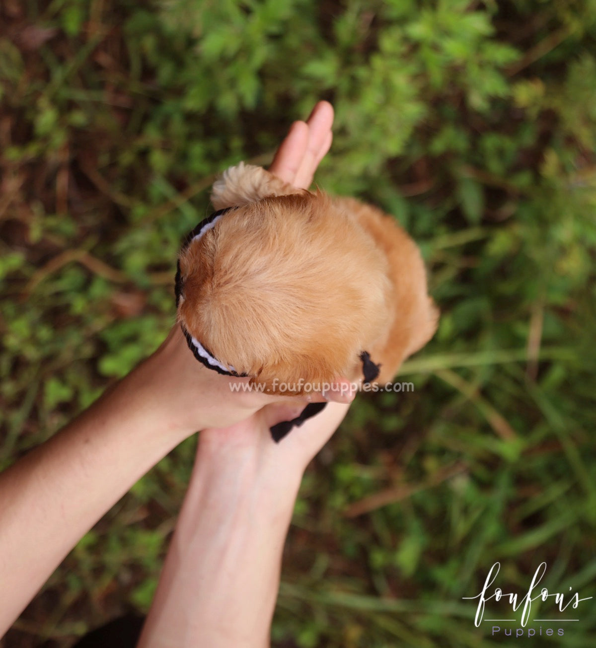 Aurora - Maltipoo F.