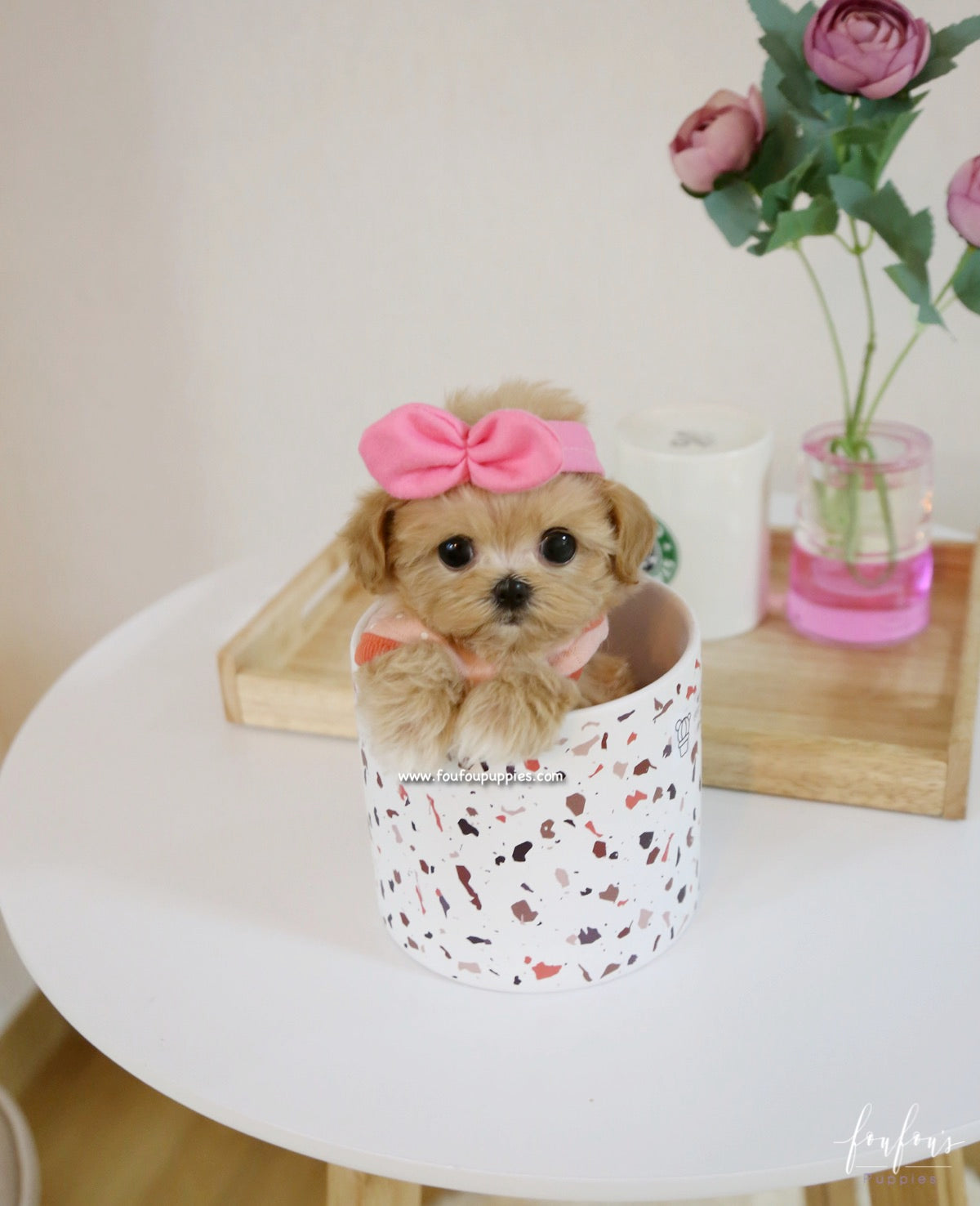 Chloe - Maltipoo F.