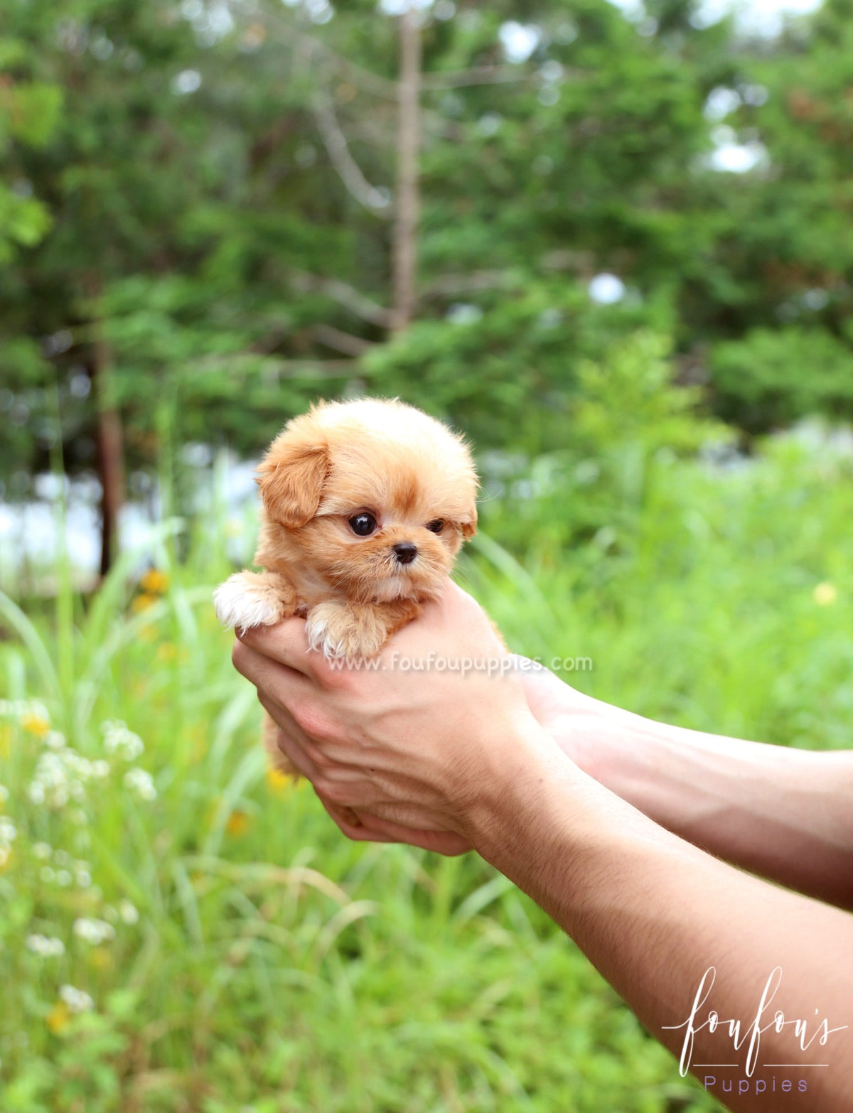 Aurora - Maltipoo F.