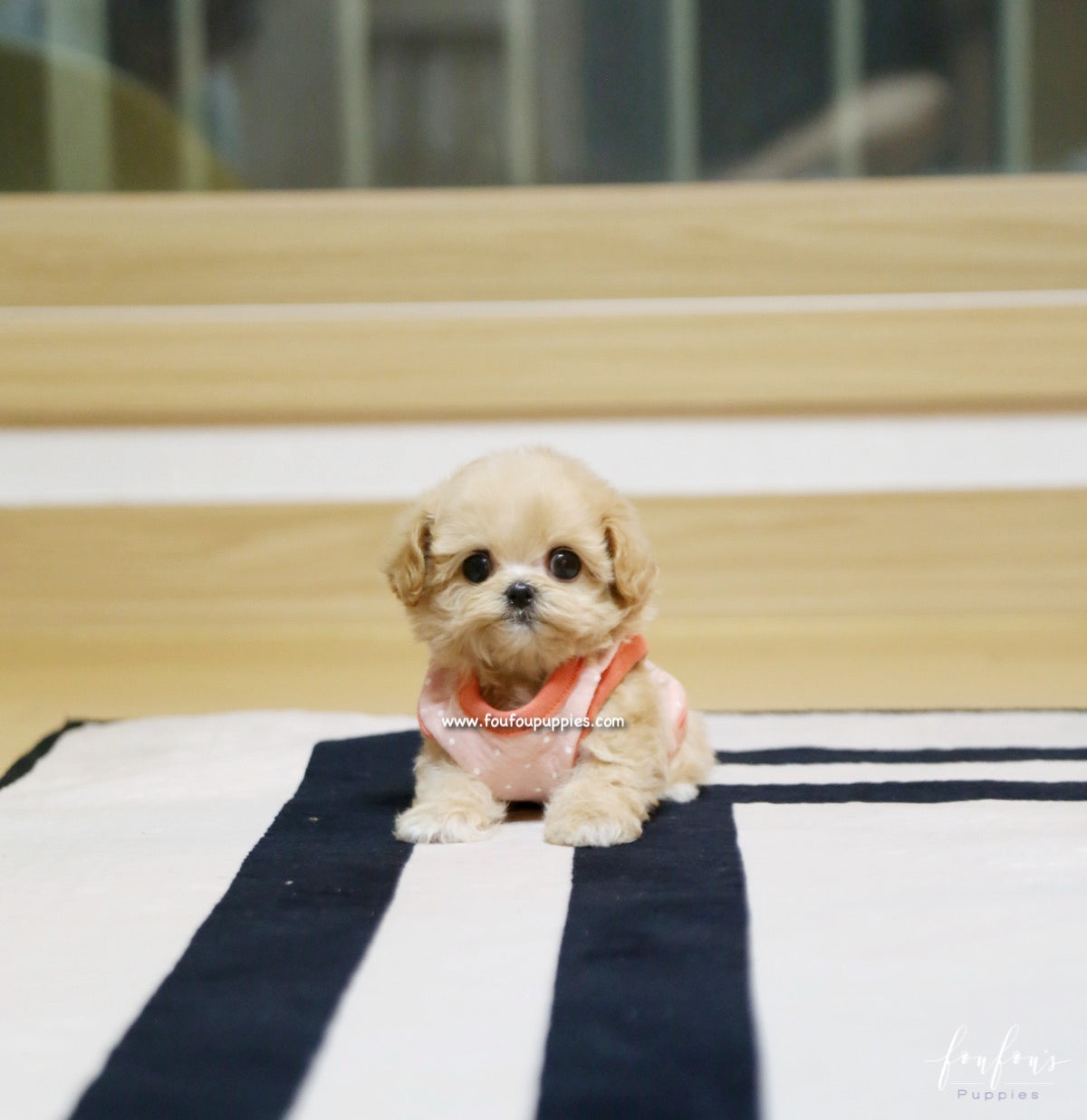 Chloe - Maltipoo F.