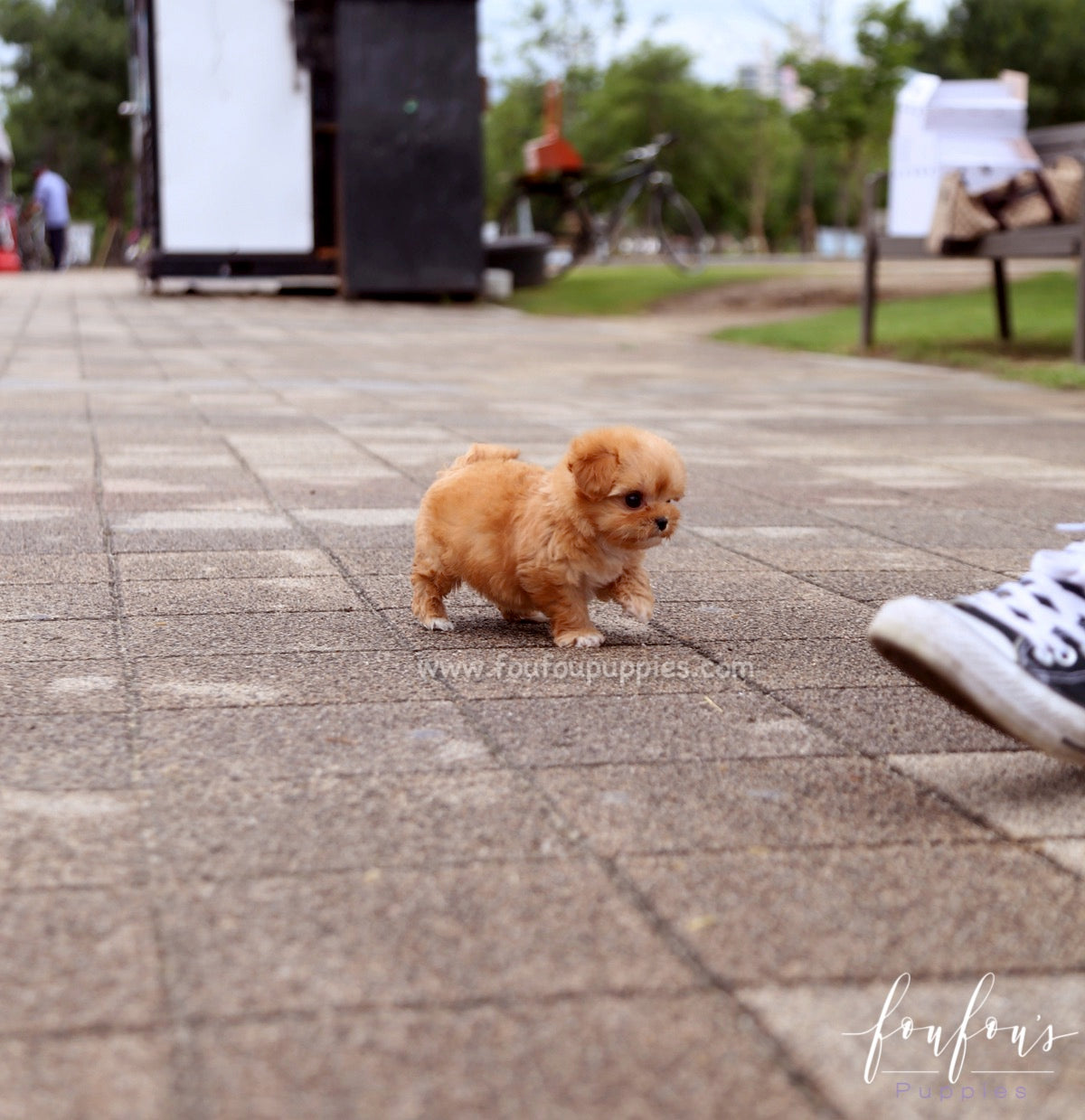 Aurora - Maltipoo F.