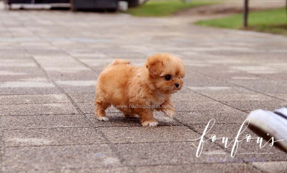 Aurora - Maltipoo F.