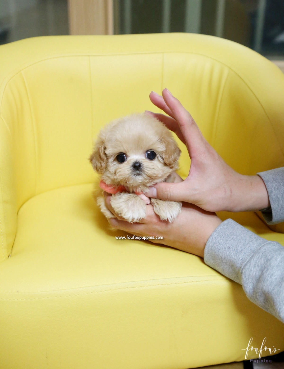 Chloe - Maltipoo F.
