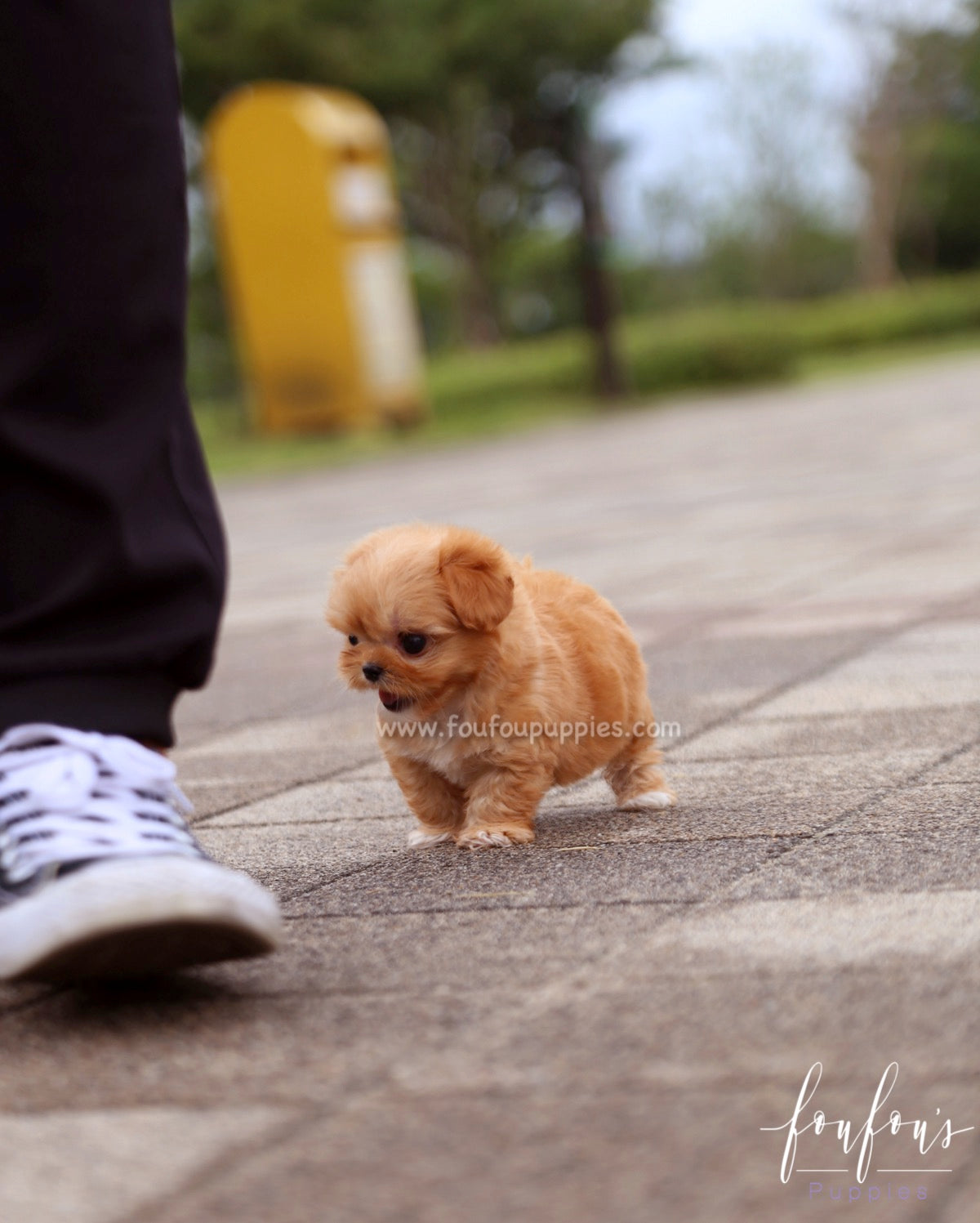 Aurora - Maltipoo F.