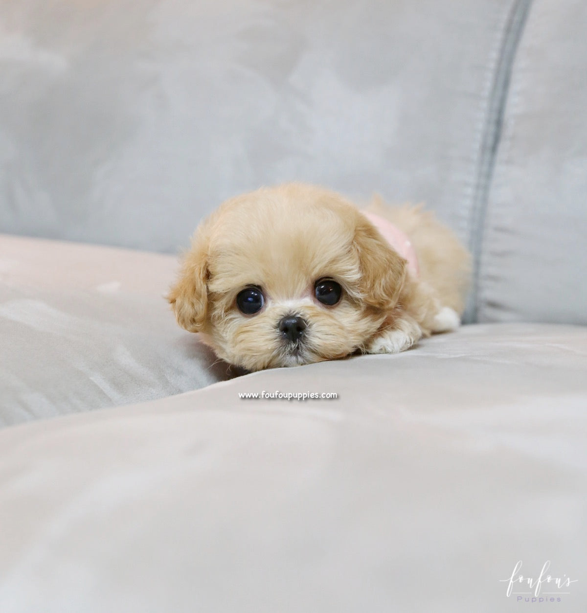 Chloe - Maltipoo F.