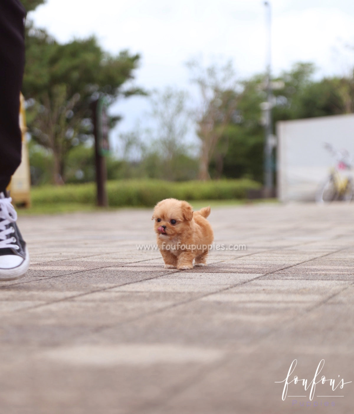 Aurora - Maltipoo F.