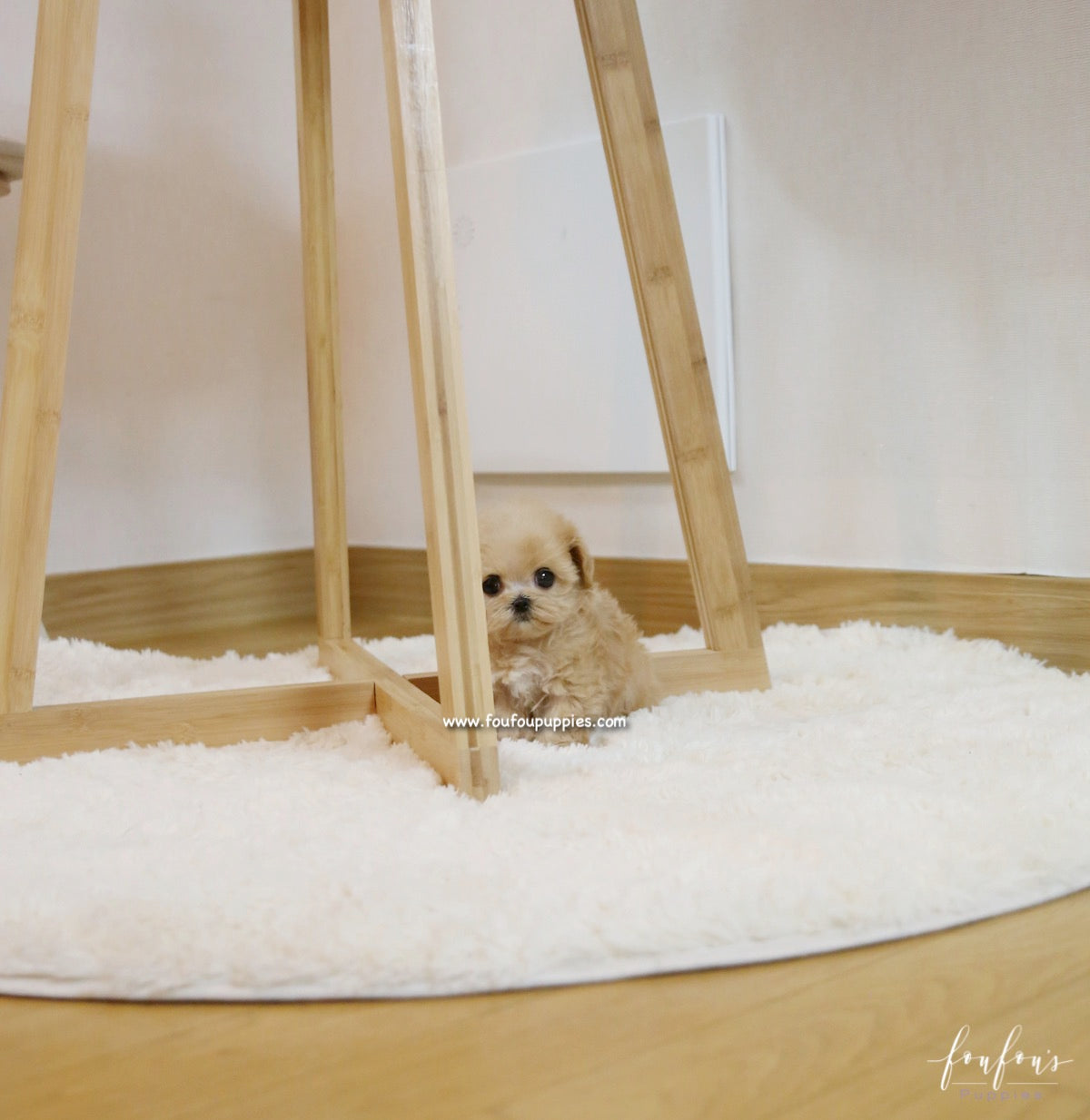 Chloe - Maltipoo F.