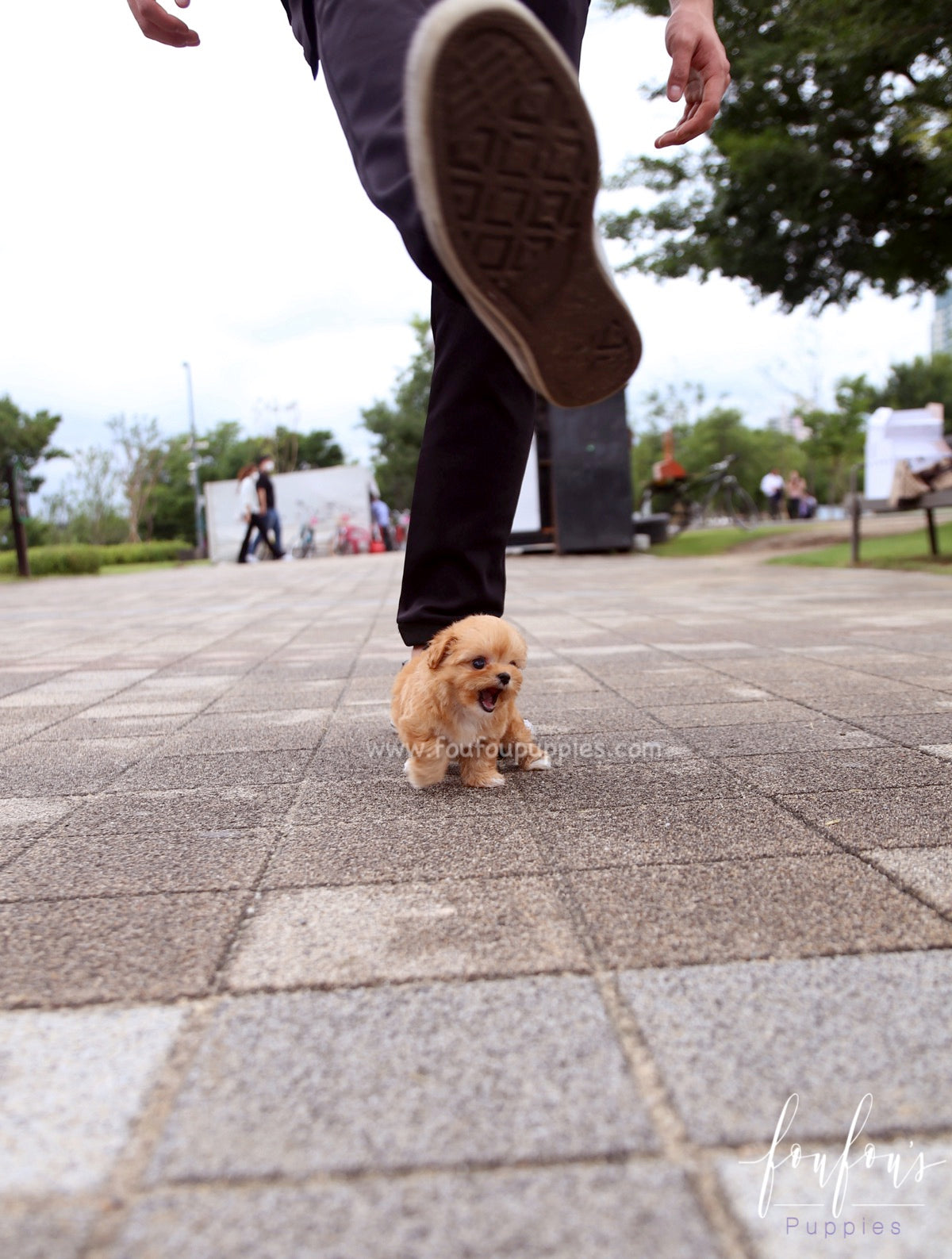Aurora - Maltipoo F.