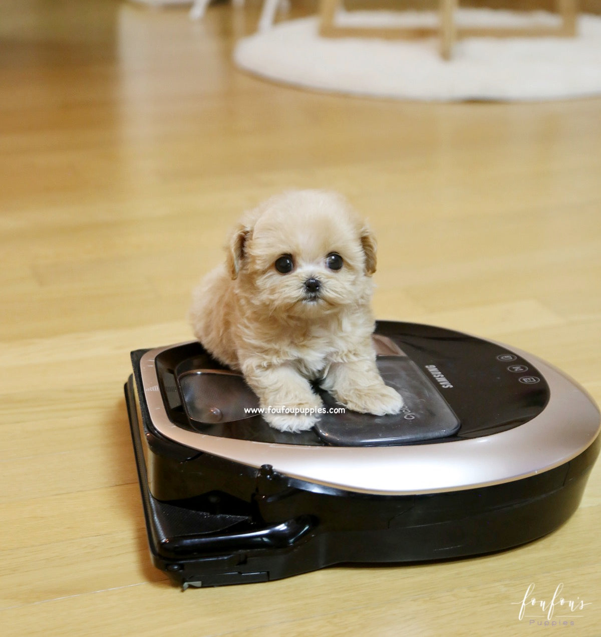 Chloe - Maltipoo F.