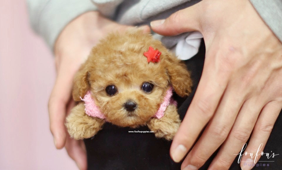 Amore - Poodle F.