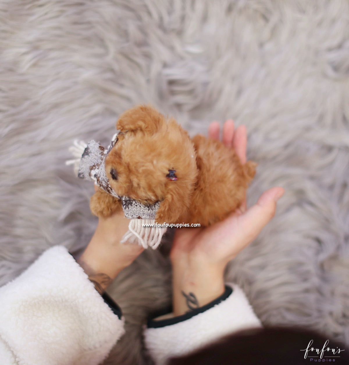 Starr - Poodle F.