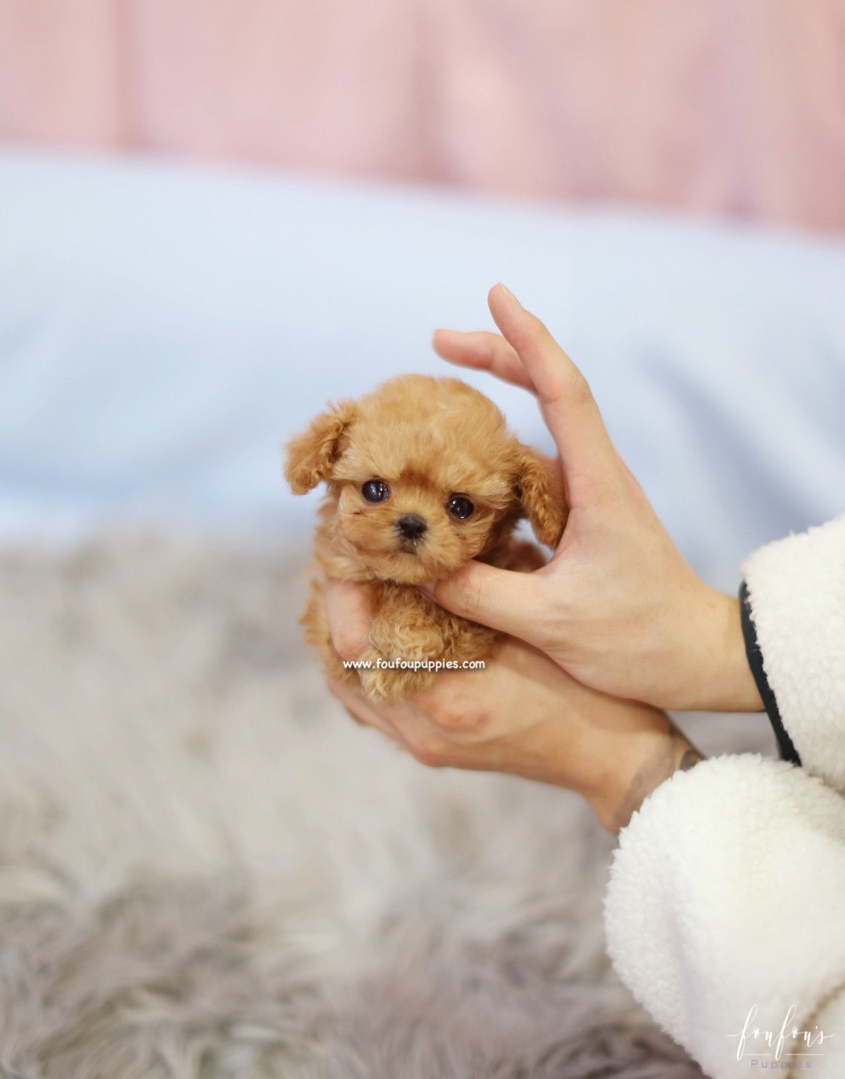 Starr - Poodle F.