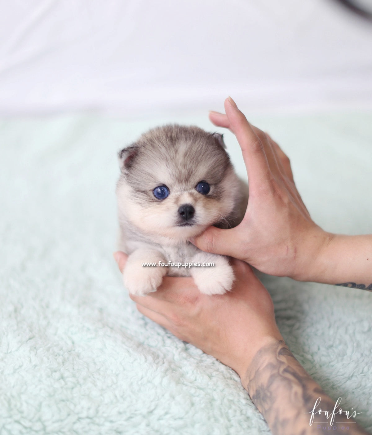 Azula - Pomsky F.