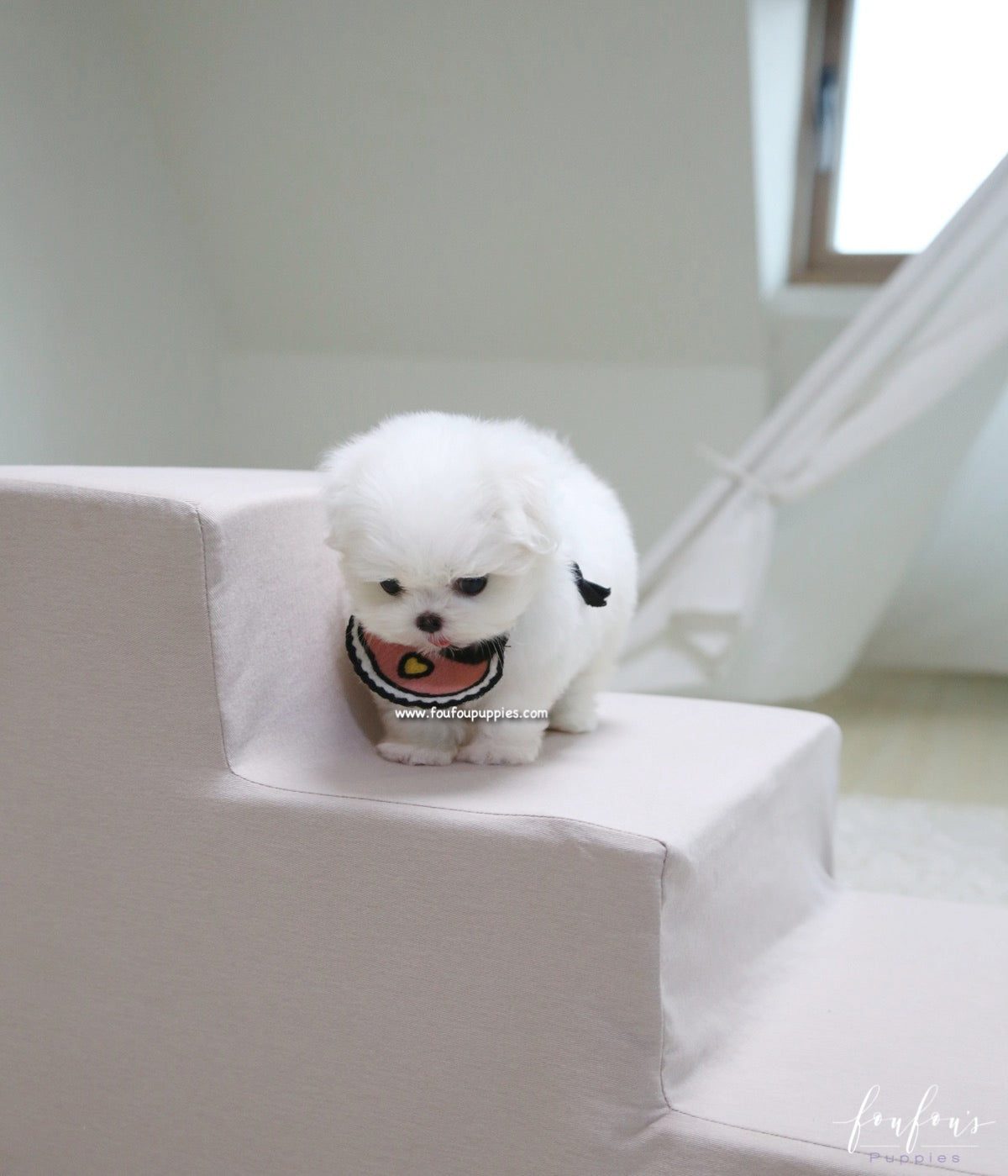 Gia - Maltese F.