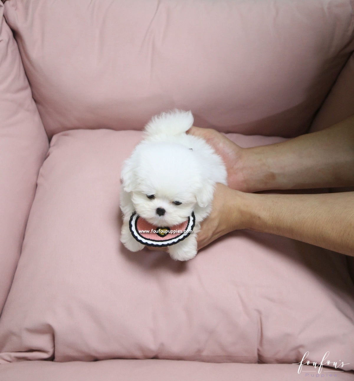 Gia - Maltese F.
