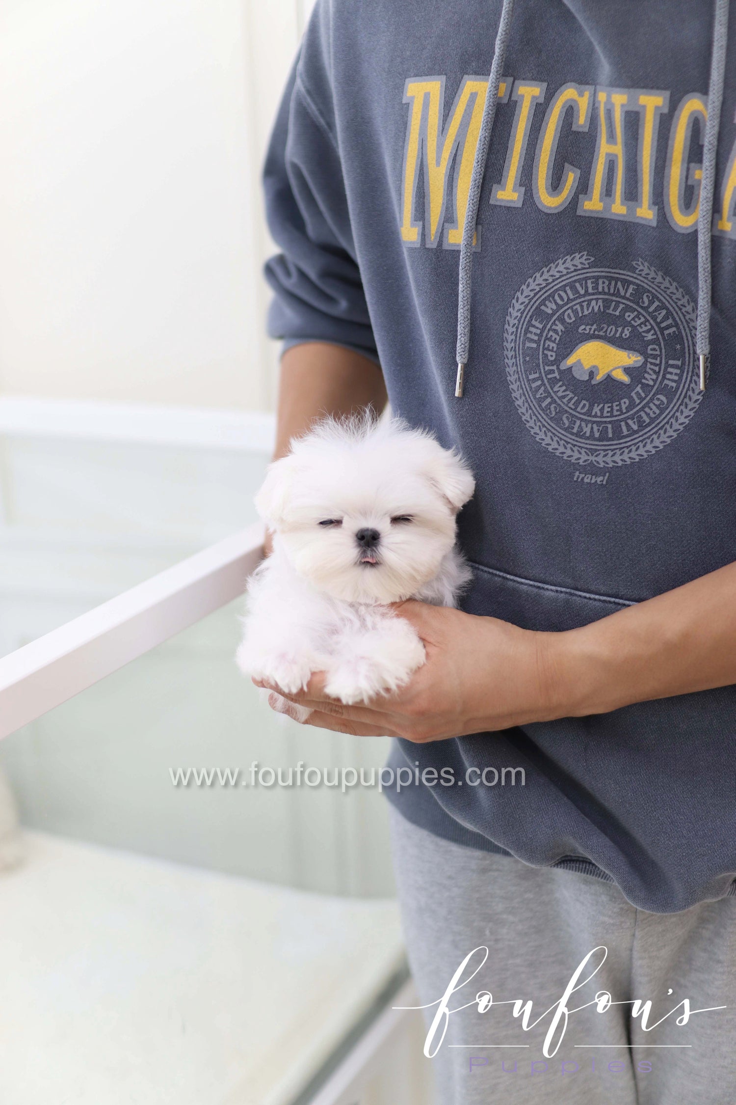 Toby - Maltese M.