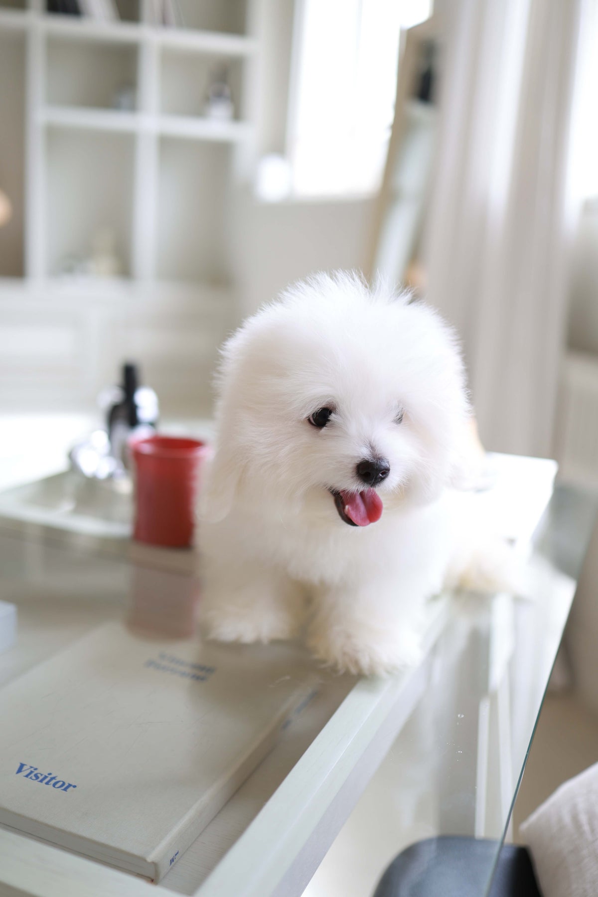 Barney - Coton De Tulear M.