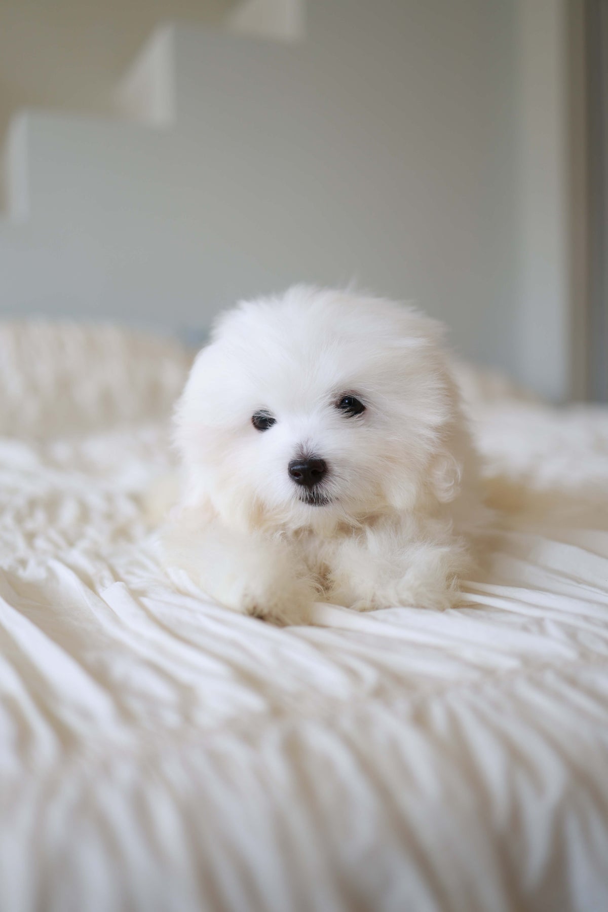 Barney - Coton De Tulear M.
