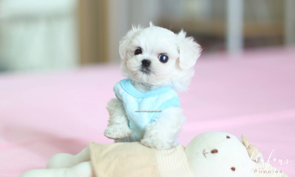 Ken - Maltese M.
