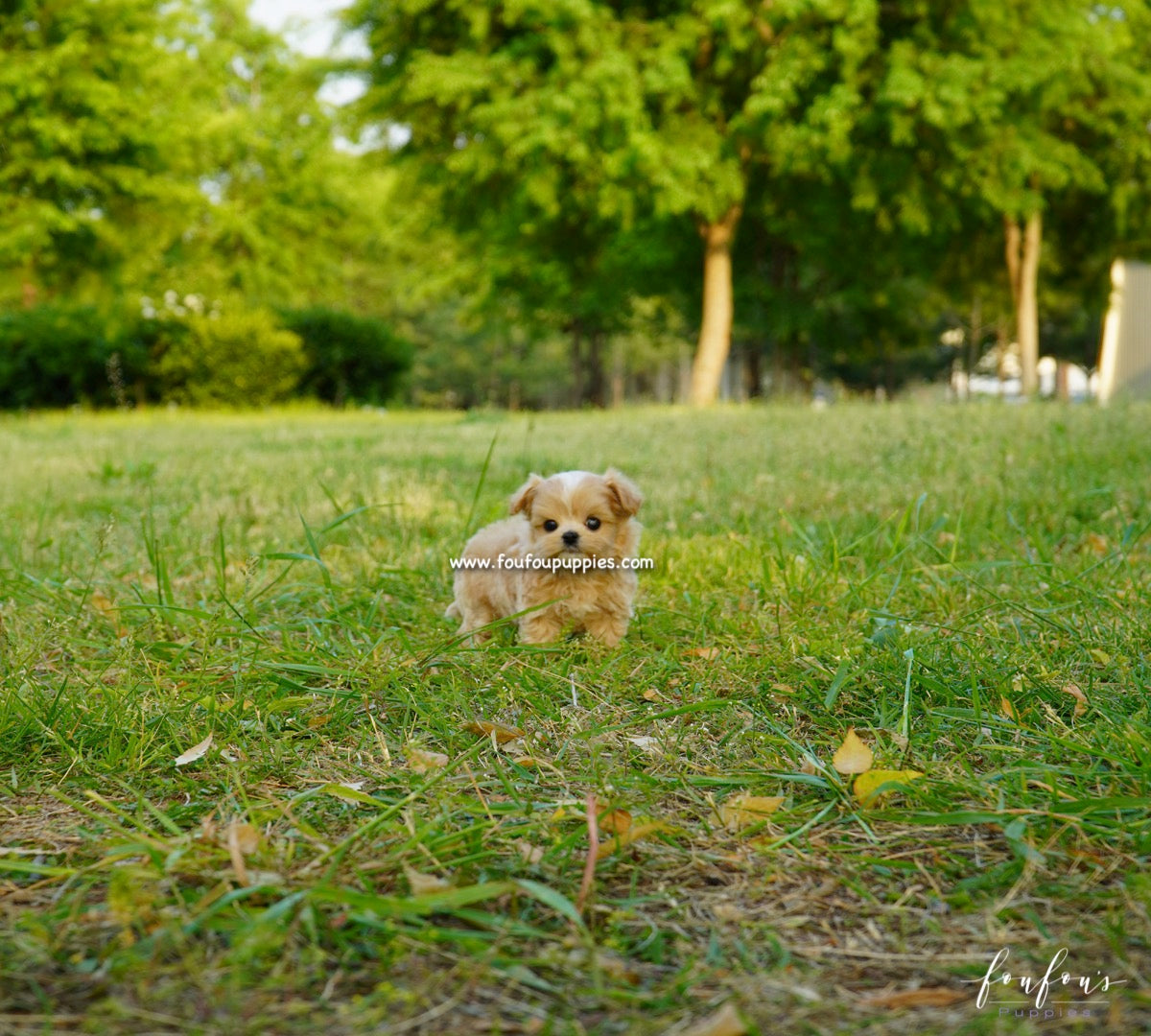 Chanel - Pomeranian F.