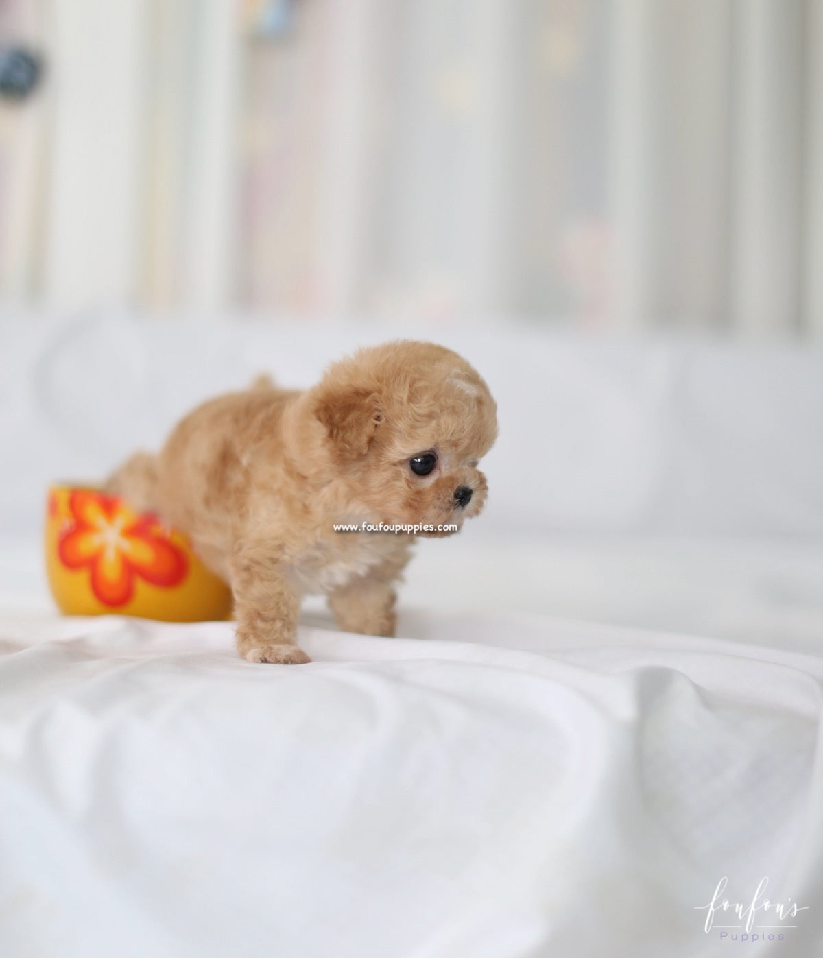 Kimbo - Maltipoo M.