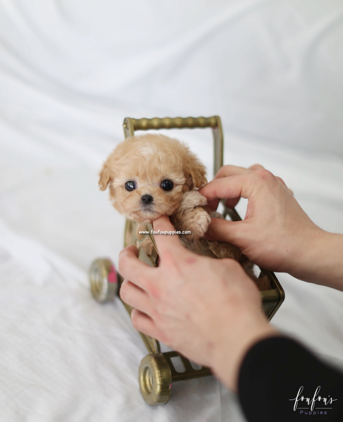 Kimbo - Maltipoo M.