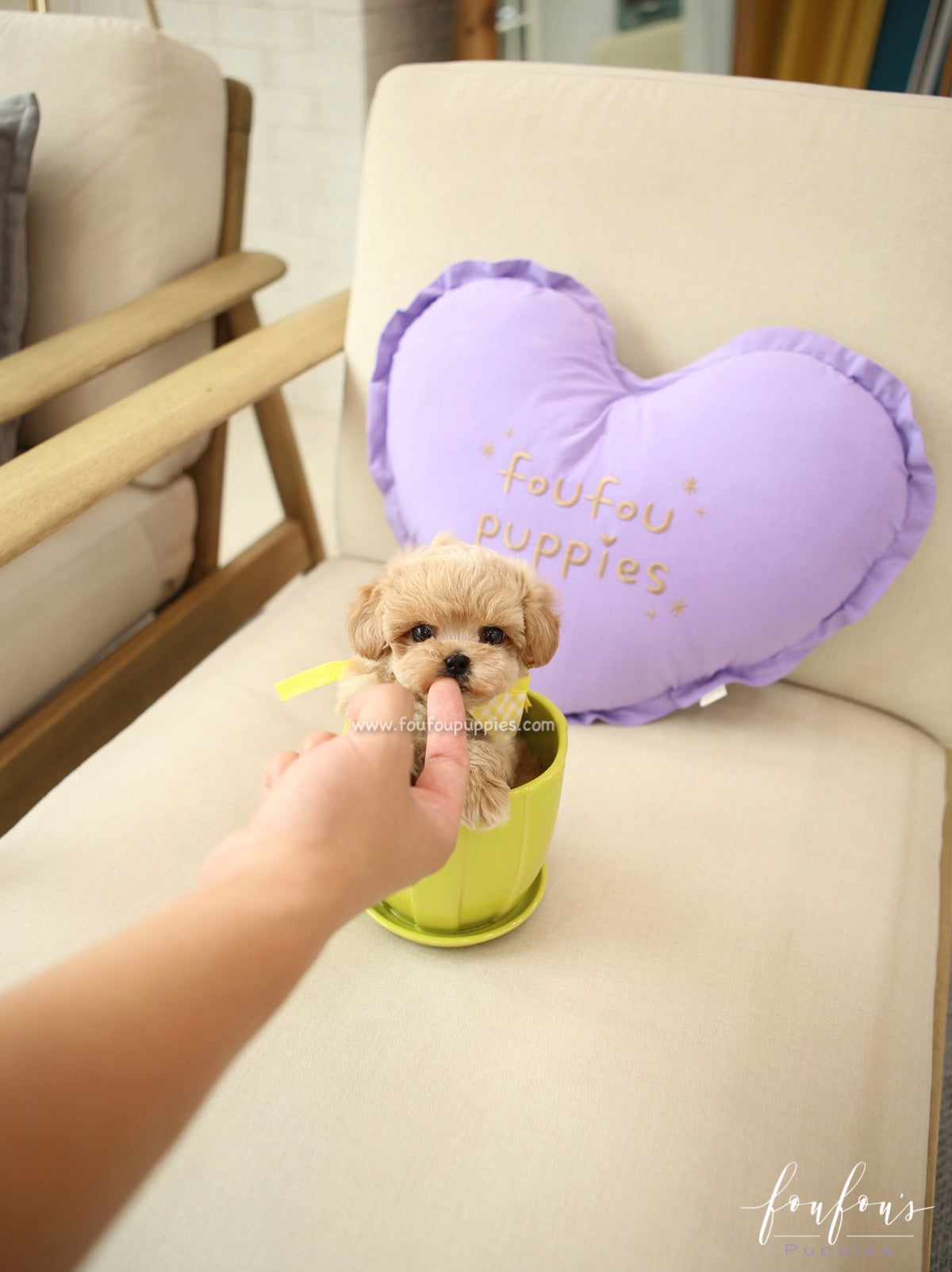Kobe - Maltipoo M.