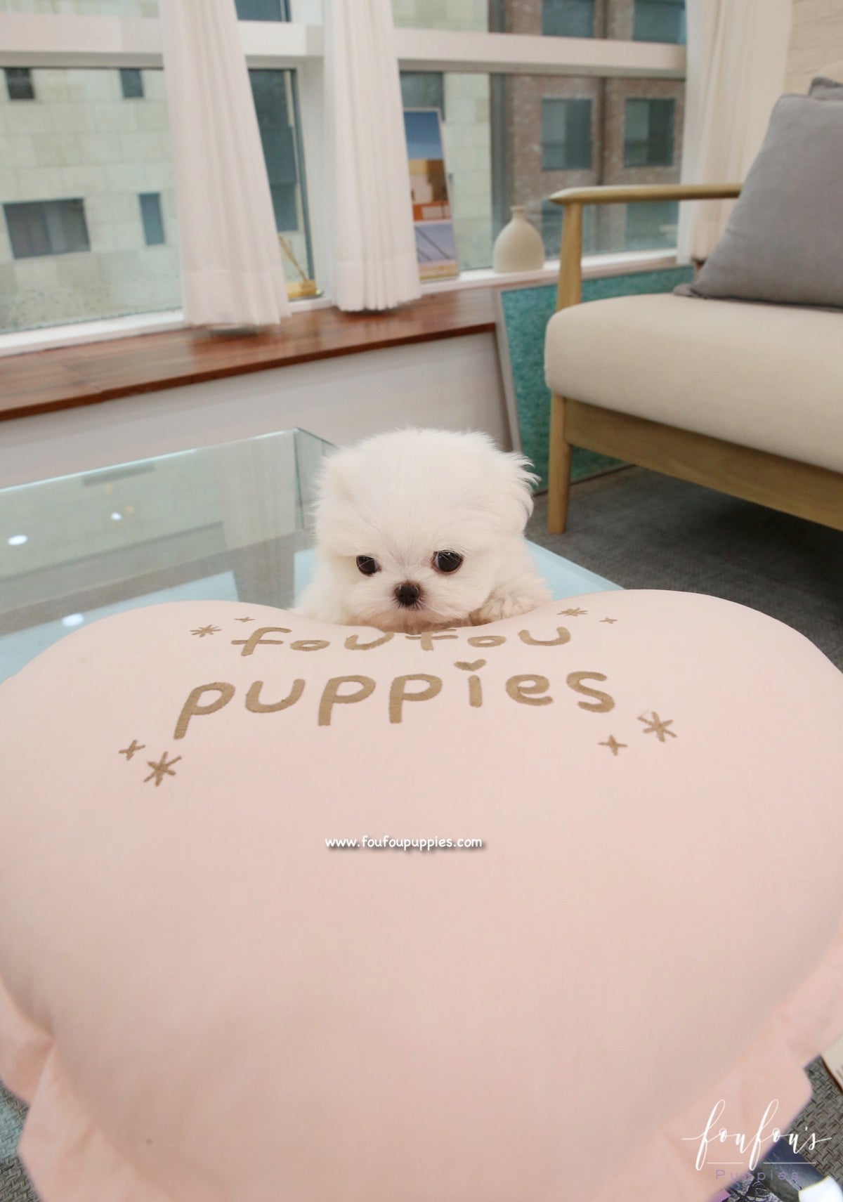 Pet Grooming in Dubai