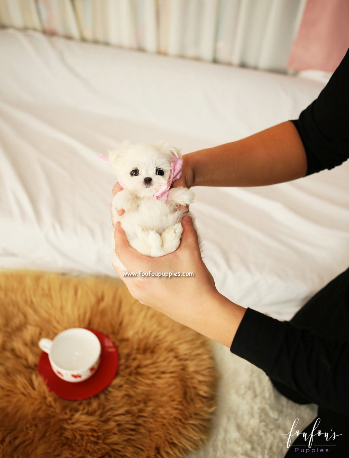 Lizzy - Maltese F.